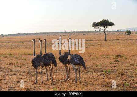 female ostriches in national wildpark Masai Mara, Kenia, Africa Stock Photo