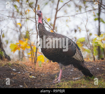 Eastern Wild Turkey (Meleagris gallopavo silvestris) hen in a autumn colored wooded yard pauses momentarily as if to pose for the camera.