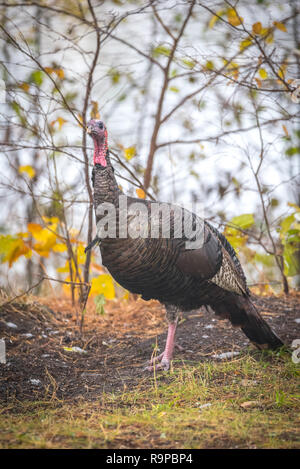 Eastern Wild Turkey (Meleagris gallopavo silvestris) hen in a autumn colored wooded yard pauses momentarily as if to pose for the camera.