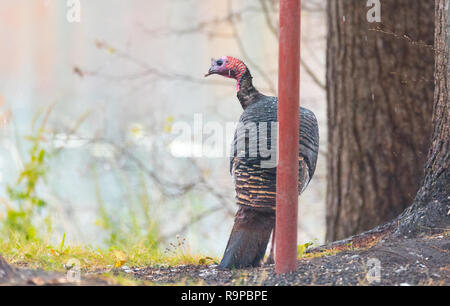 Eastern Wild Turkey (Meleagris gallopavo silvestris) hen in an early winter woodland yard. Stock Photo