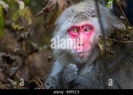 Portrait of a red faced snow monkey in Kamikochi, Japanese Alps, Chubu Sangaku National Park Stock Photo