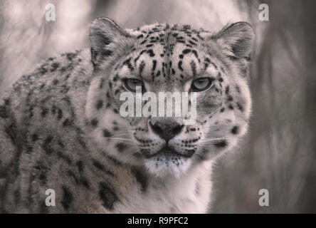 Snow Leopard Stock Photo