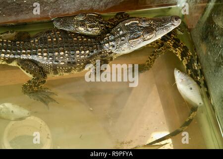 Two baby crocodiles in a tank in Cambodia Stock Photo