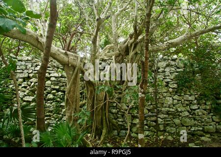 A banyan tree growing on a white stone wall Stock Photo