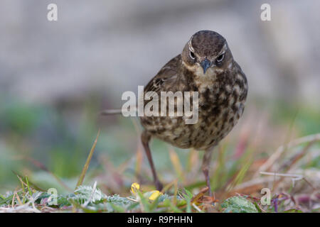 Rock Pipit - Anthus petrosus - adult bird standing on a rock in ...