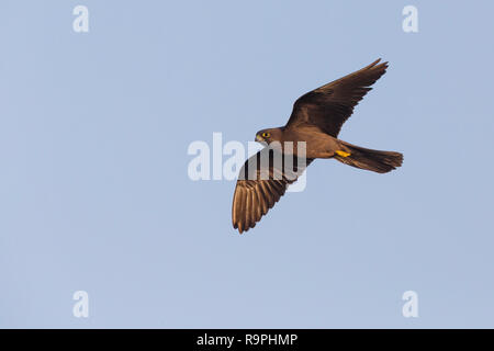 Eleonora's Falcon (Falco eleonorae), dark morph adult in flight Stock Photo