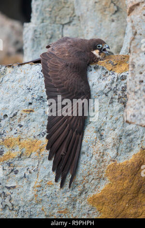 Eleonora's Falcon (Falco eleonorae), light morph adult mantling its prey Stock Photo