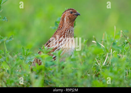Common Quail (Coturnix coturnix), adult male standing in an Alfalfa field Stock Photo
