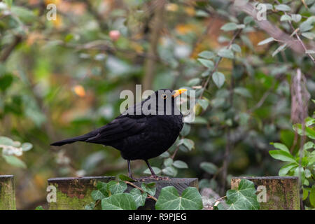 Common blackbird, Turdus merula, perched on a fence Stock Photo