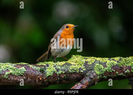 Robin (Erithacus rubecula) - British Birds - Woodland Trust