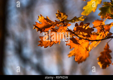 Autumnal red oak leaves.Autumnal red oak leaves. Stock Photo