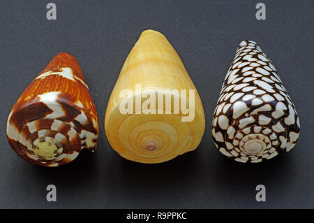 tre shells of Conidae (marine cone snails). The right picture is from the species Conus marmoreus. Stock Photo