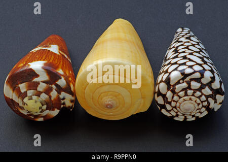 tre shells of Conidae (marine cone snails). The right picture is from the species Conus marmoreus. Stock Photo