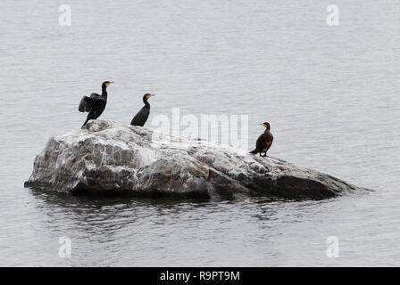 Three great black cormorants (Phalacrocorax carbo) on a rock surronded by water. Stock Photo
