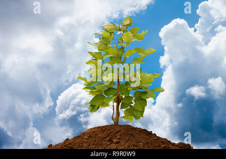 Trees on the soil on blue sky and white cloud. Stock Photo