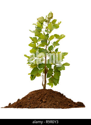 Trees on the soil on white background with clipping path. Stock Photo