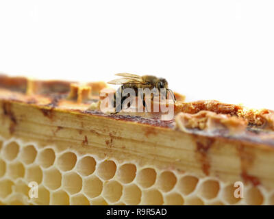 close up of single bee on honeycomb isolated on white background with copy space. Stock Photo