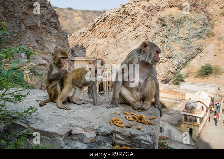 Galta monkey temple Jaipur, family of rhesus macaques eating peanuts on a rock overlooking the temple. Stock Photo