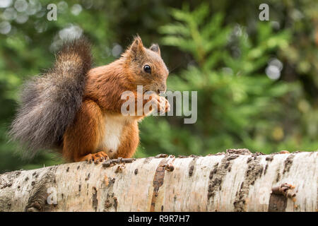 Red squirrel sitting on a silver birch branch holding a nut Stock Photo