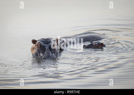 Hippo mother and baby partly submerged in the water. Stock Photo