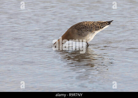 Pfuhlschnepfe, Pfuhl-Schnepfe, Schnepfe, Pfuhlschnepfen, Limosa lapponica, bar-tailed godwit, La Barge rousse Stock Photo