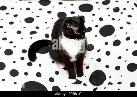 Scottish fold cat on a white and black bed, the theme Pets Stock Photo