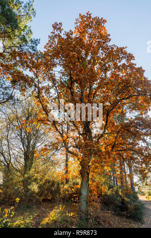 Backlit oak tree (Quercus robur) in golden autumn colours, Frensham Little Pond, Farnham, Surrey, south-east England, in the afternoon on a sunny day Stock Photo