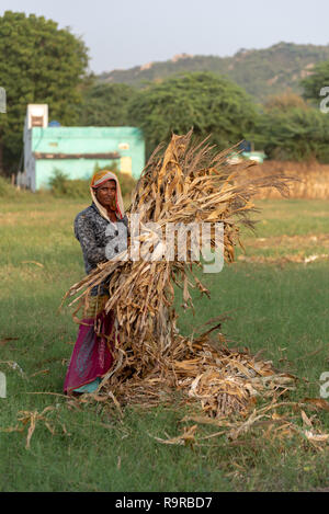 Female Rajasthan farmer gathering harvested dried corn plants in a small agricutural village outside Bundi, Rajasthan, INDIA Stock Photo