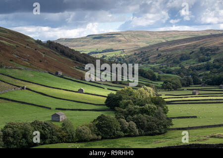 Traditional field barns and drystone walls in the valley bottom at Thwaite in Swaledale, North Yorkshire, UK. Stock Photo