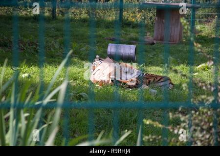 A tiger in an enclosure plays with a cardboard box like a big kitten, rolling on the ground; shot through the bars of its enclosure Stock Photo