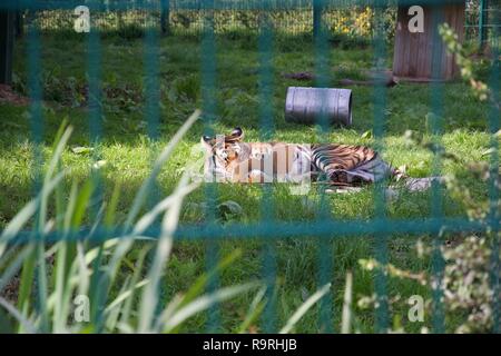 A tiger in an enclosure plays with a cardboard box like a big kitten, rolling on the ground; shot through the bars of its enclosure Stock Photo