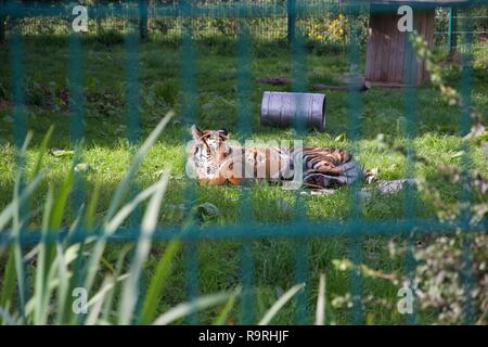A tiger in an enclosure plays with a cardboard box like a big kitten, rolling on the ground; shot through the bars of its enclosure Stock Photo