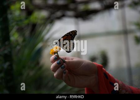 A shadowy photograph of a lady with painted nails holds a small yellow flower with an orange, yellow, black and white butterfly perched on it with clo Stock Photo