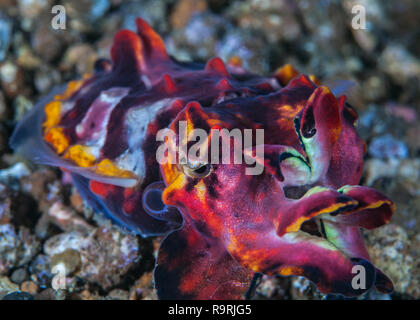 Supermacro image of escaping flamboyant cuttlefish (Metasepia pfefferi). Lembeh Straits, Indonesia. Stock Photo