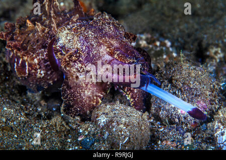 Flamboyant cuttlefish (Metasepia pfefferi) feeds by shooting its laser-like proboscis. Ambon Bay, Indonesia. Stock Photo