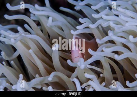 Pink clownfish (Amphiprion perideraion) peers through white tentacles of a bleached anemone. Ambon, Indonesia Stock Photo