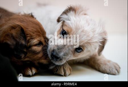 Elsa and anna store puppies