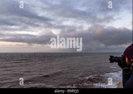 Blackpool, UK. 28th Dec, 2018. A photographer photographs thousands of starlings flying in murmurations around Blackpool North Pier , before they settle down to roost for the night on the pier's legs. Credit: Andy Gibson/Ģ����ý Live News. Stock Photo