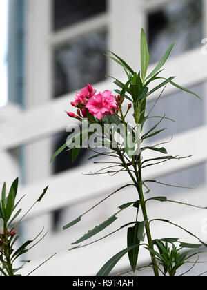 Closeup Pink Nerium Oleander Flower with Pink Buds Isolated on Blurred Background Stock Photo