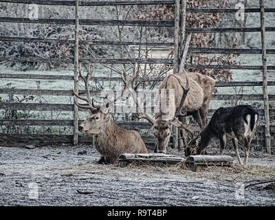 Red deer ( Cervus elaphus ) at wooden fence in rutting season. The hoarfrost on the ground with fallen leaves.