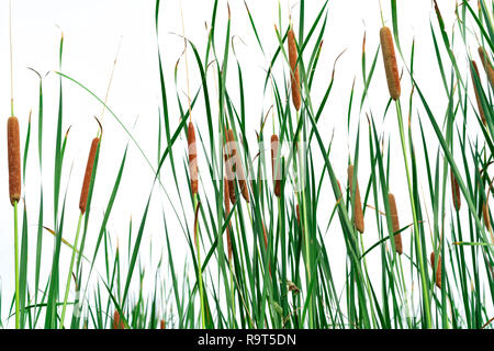 Typha angustifolia field. Green grass and brown flowers. Cattails isolated on white background. Plant's leaves are flat, very narrow and tall. The sta Stock Photo