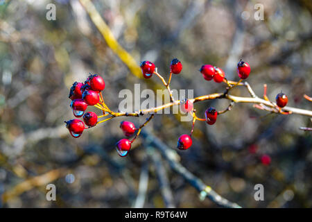 Red hawthorn berries on branch with water drops in winter Stock Photo