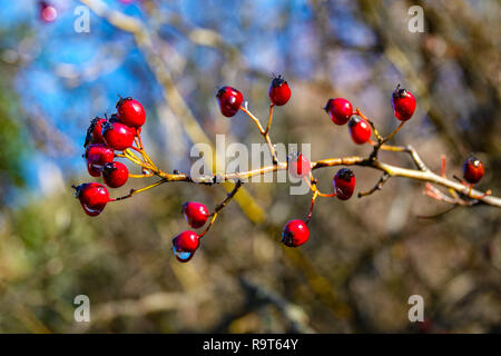 Red hawthorn berries on branch with water drops in winter Stock Photo