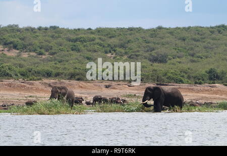 Elephants and water buffalo bathing in the Kazinga Channel in Queen Elizabeth National Park, Uganda Stock Photo