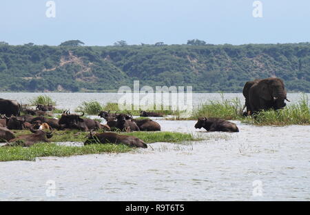 Elephants and water buffalo bathing in the Kazinga Channel in Queen Elizabeth National Park, Uganda Stock Photo