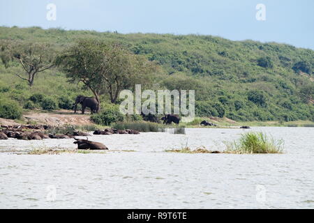 Elephants and water buffalo bathing in the Kazinga Channel in Queen Elizabeth National Park, Uganda Stock Photo