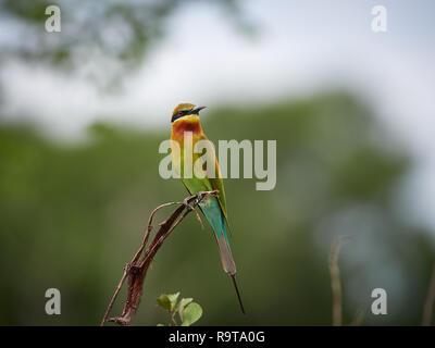 Blue-tailed bee-eater, Udawalawe, Sri Lanka Stock Photo