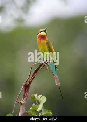 Blue-tailed bee-eater, Udawalawe, Sri Lanka Stock Photo