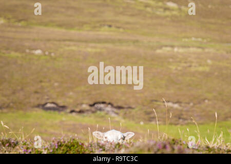 Sheep in Shetland Stock Photo