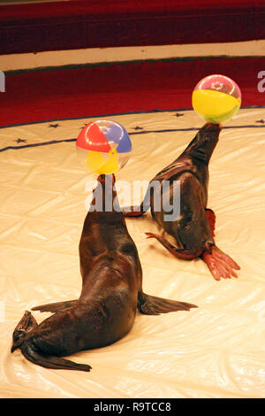 Trained fur seals making show with balls on circus arena. Marine mammals performing in arena of circus. Performance of fur seals in circus Stock Photo